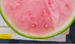 外国免费吃瓜网站,免费吃瓜网站带你领略世界百态